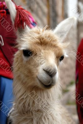 Peruvian Llama