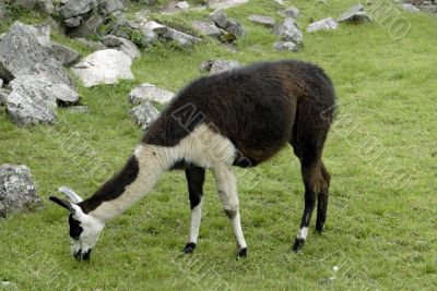 Peruvian Llama