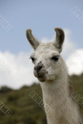 Peruvian Llama