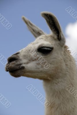 Peruvian Llama