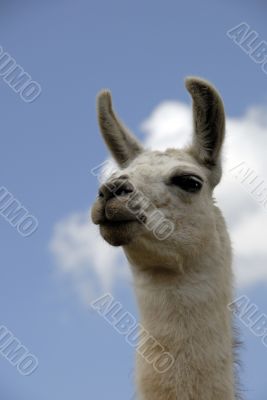 Peruvian Llama