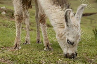 Peruvian Llama