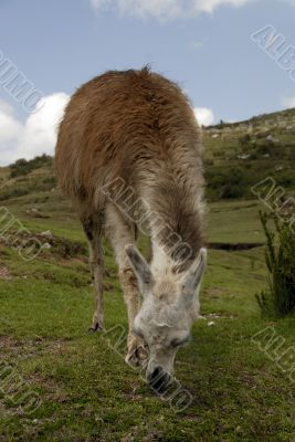 Peruvian Llama