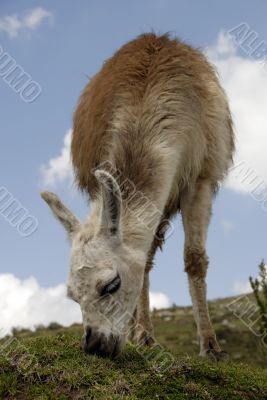 Peruvian Llama