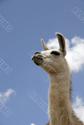 Peruvian Llama