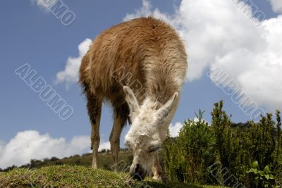 Peruvian Llama