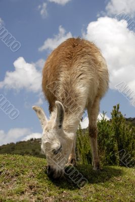 Peruvian Llama