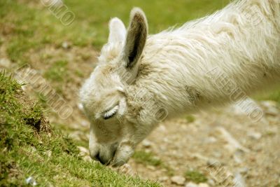 Peruvian Alpaca