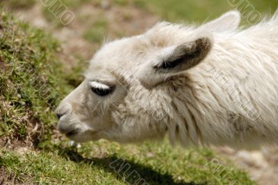 Peruvian Alpaca