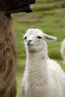 Peruvian Alpaca