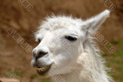 Peruvian Llama