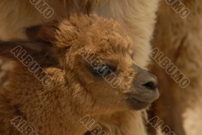 Peruvian Alpaca Crias