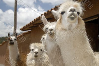 Peruvian Llamas