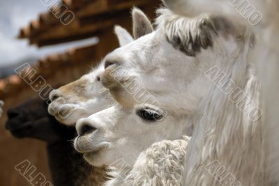 Peruvian Llamas