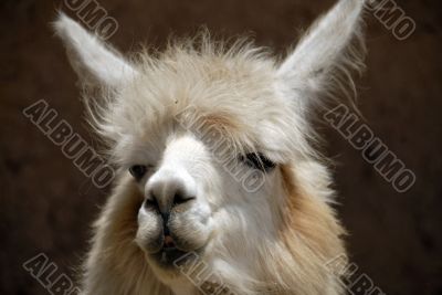 Peruvian Llama