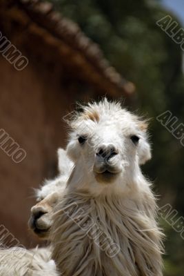 Peruvian Llama