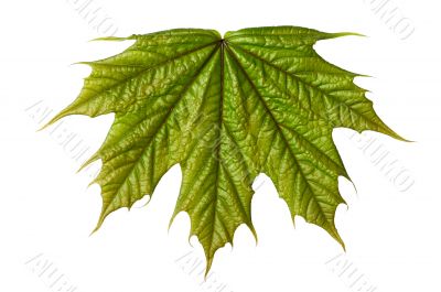 new leaf new leaf