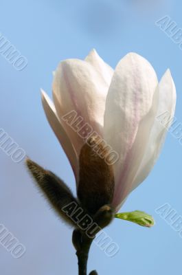 Pink magnolia flower