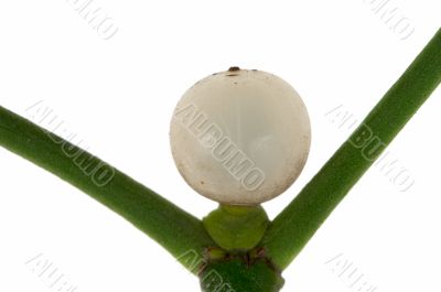 Macro photo of a  mistletoe berry