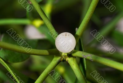 Macro of a mistletoe berry Macro of a mistletoe berry