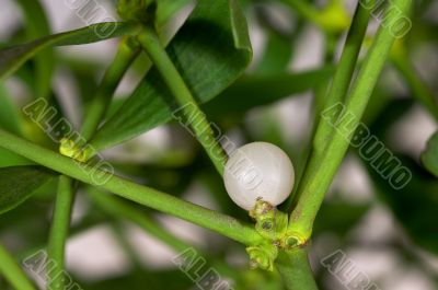 Close-up of a mistletoe berry