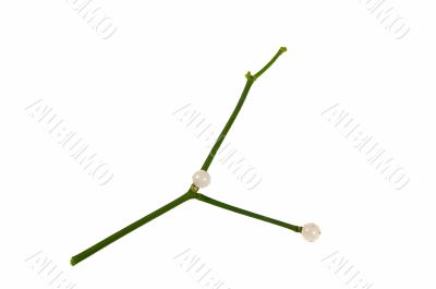 Mistletoe rod with berries