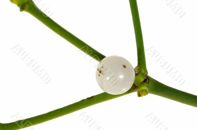 Close-up of a mistletoe berry