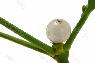 Macro of a  mistletoe berry