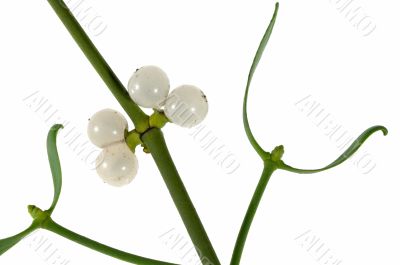  mistletoe sprig with berries and leafs