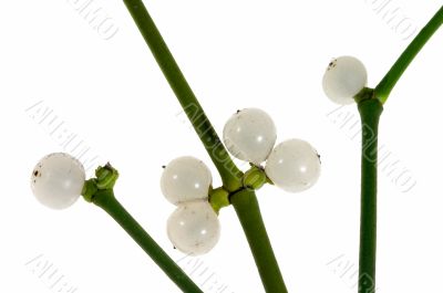 Mistletoe twigs and berries