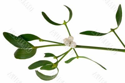 Mistletoe sprig with berries and leafs