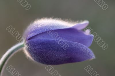 Macro of pasque flower