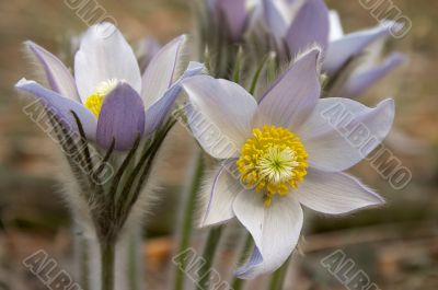 pasque flower