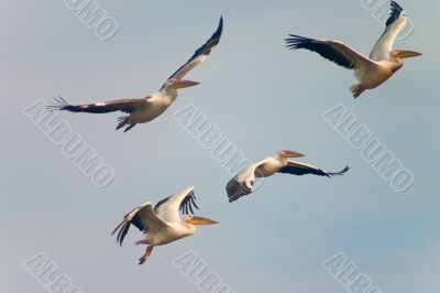 flying pelican