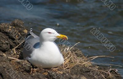 Sea-gull bird in the nest