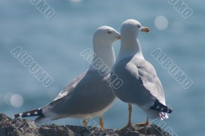 married couple of sea gulls married couple of sea gulls
