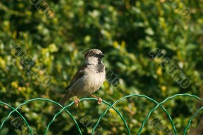 Sparrow bird on the fence