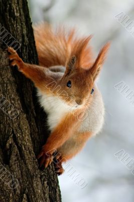 Squirrel on the tree stem