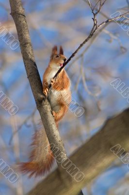 Squirrel licking the twig