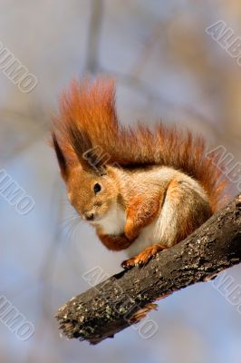 Red squirrel on the branch