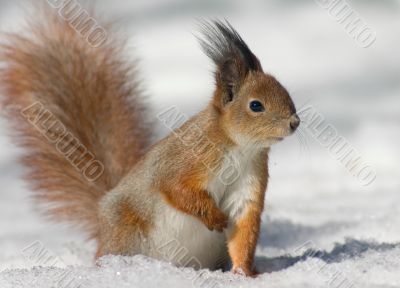 Squirrel on the snow Squirrel on the snow
