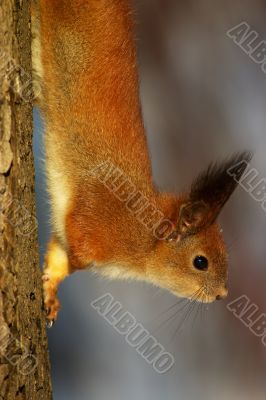 Squirrel on the tree stem
