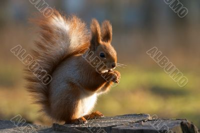 Eating squirrel Eating squirrel