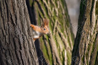 Squirrel look out from tree stem