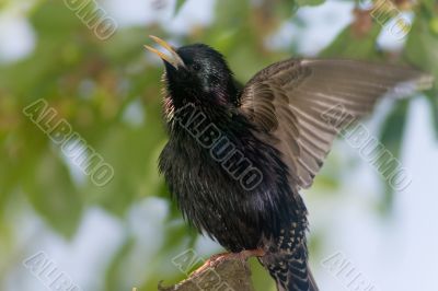 singing bird singing bird