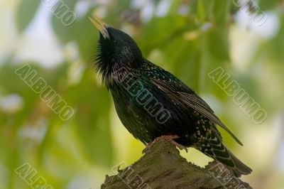 Starling bird singing Starling bird singing