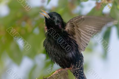 Warbling starling bird