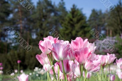 white-pink tulip
