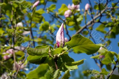 Pink Bud of a magnolia on green leaves