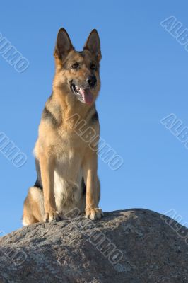 sitting sheepdog